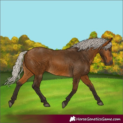 Horse Color:Gray Silver Buckskin