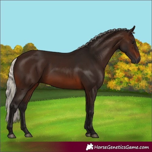 Horse Color:Gray Silver Brown 