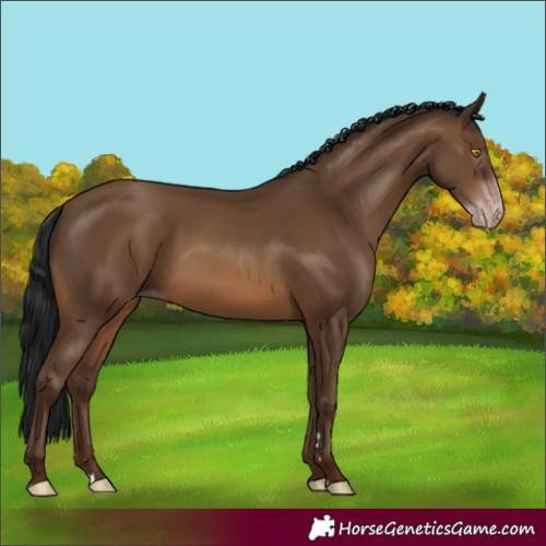 Horse Color:Gray Amber Champagne