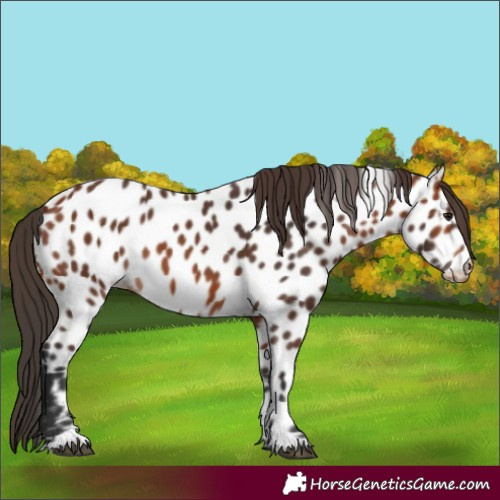 Horse Color:Bay Appaloosa 