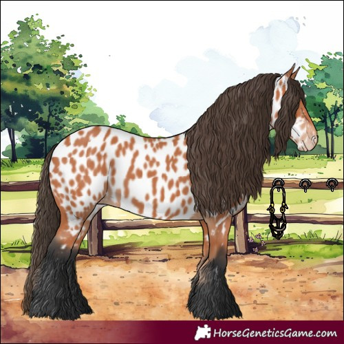 Horse Color:Bay Appaloosa 