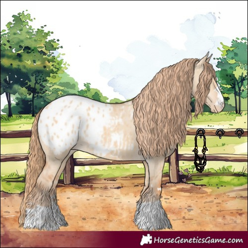 Horse Color:Red Dun Appaloosa