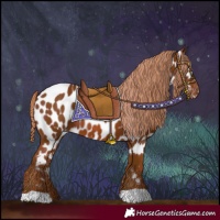 Horse Color:Chestnut Appaloosa