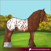 Horse Color:Chestnut Blanket 