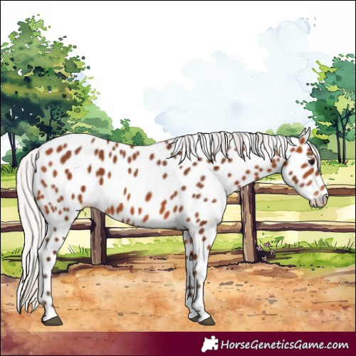 Horse Color:Silver Bay Appaloosa