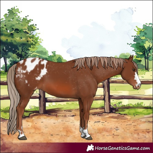 Horse Color:Chestnut Appaloosa
