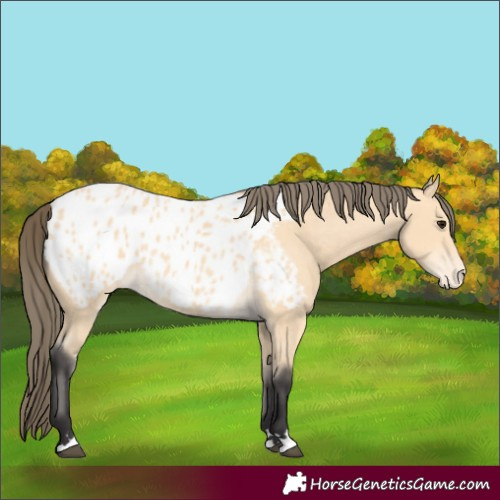 Horse Color:Buckskin Appaloosa 