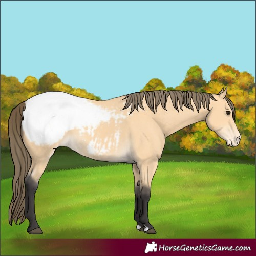 Horse Color:Buckskin Appaloosa