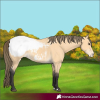 Horse Color:Buckskin Appaloosa 