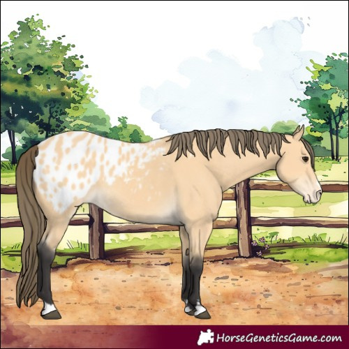 Horse Color:Buckskin Appaloosa 
