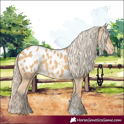 Horse Color:Palomino Dun Appaloosa 