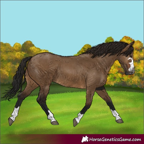 Horse Color:Gray Bay Dun