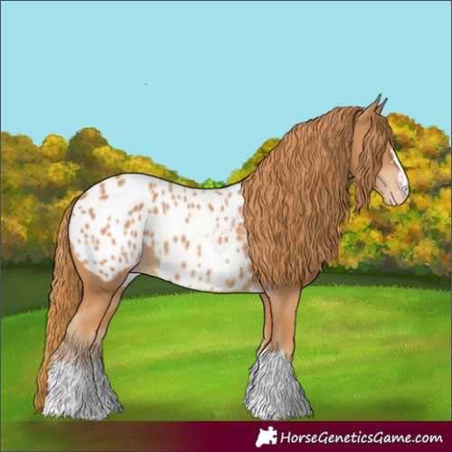 Horse Color:Chestnut Blanket