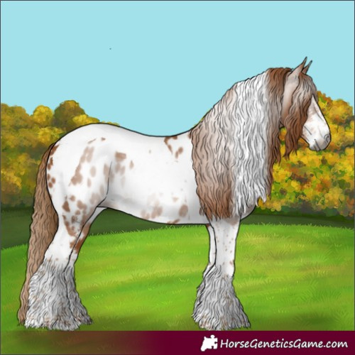Horse Color:Gray Chestnut Sabino Tobiano Appaloosa 