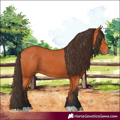 Horse Color:Bay Appaloosa 
