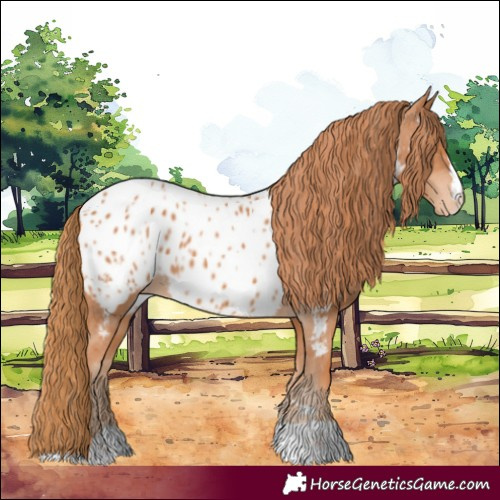 Horse Color:Chestnut Appaloosa