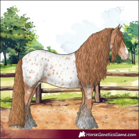 Horse Color:Chestnut Near Leopard