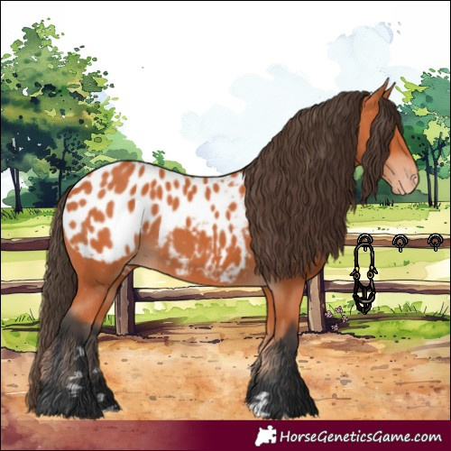 Horse Color:Bay Appaloosa