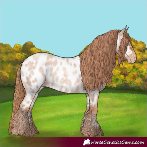 Horse Color:Gold Champagne Roan Appaloosa 