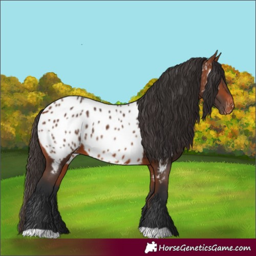 Horse Color:Bay Near Leopard 