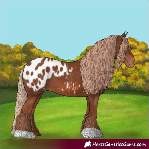 Horse Color:Chestnut Appaloosa