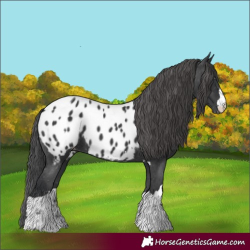 Horse Color:Black Near Leopard 