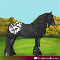 Horse Color:Unknown 