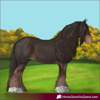 Horse Color:Liver Chestnut Varnish