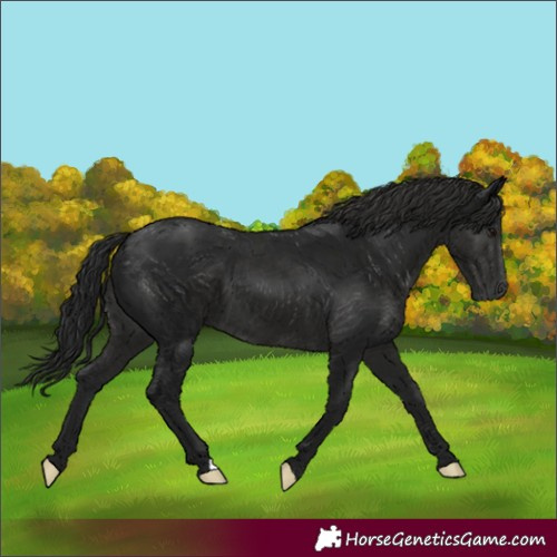 Horse Color:Gray Black