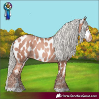 Horse Color:Gold Champagne Mushroom Appaloosa