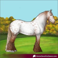 Horse Color:Gray Chestnut Appaloosa 