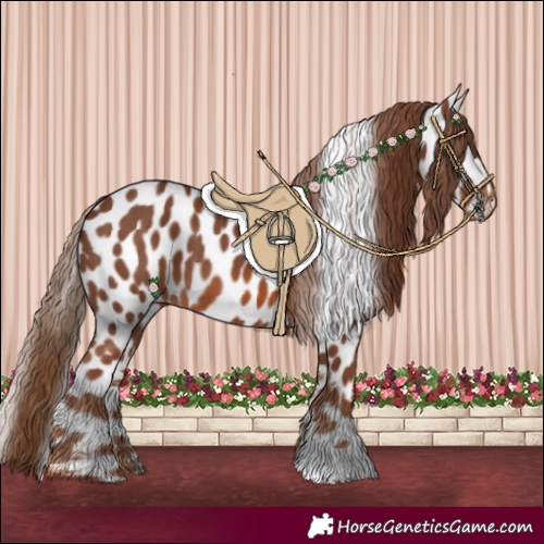 Horse Color:Chestnut Appaloosa 
