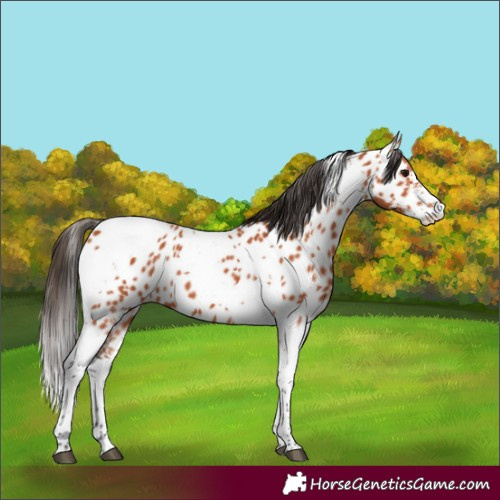 Horse Color:Bay Sabino Tobiano Appaloosa 
