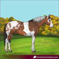 Horse Color:Bay Sabino Tobiano Blanket