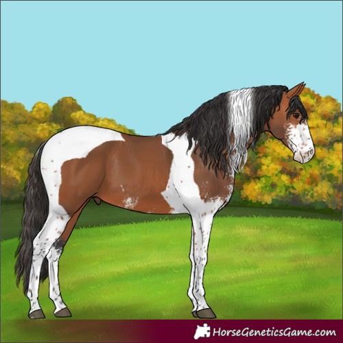 Horse Color:Bay Sabino Tobiano