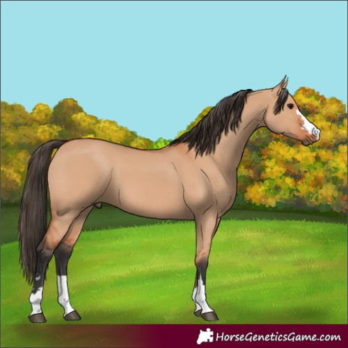 Horse Color:Unknown 