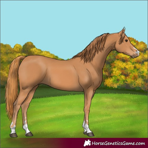 Horse Color:Chestnut 