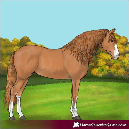 Horse Color:Unknown 