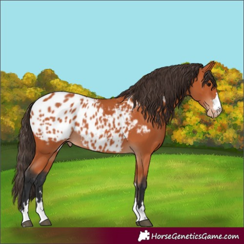 Horse Color:Bay Appaloosa 