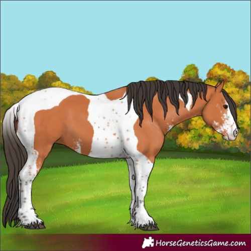 Horse Color:Bay Sabino Tobiano