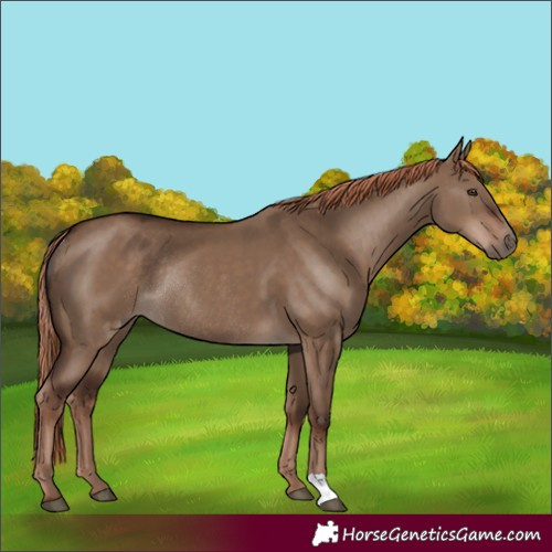 Horse Color:Liver Red Dun Rabicano 