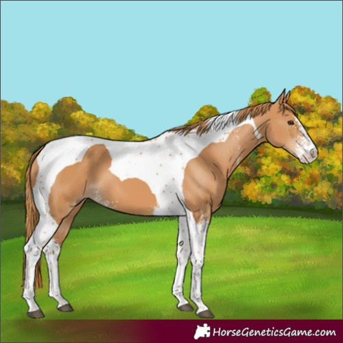 Horse Color:Chestnut Sabino Tobiano 