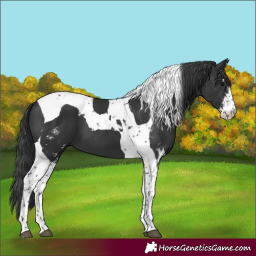 Horse Color:Black Sabino Tobiano