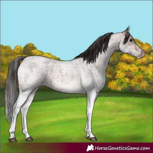 Horse Color:White Spotted Brown Roan