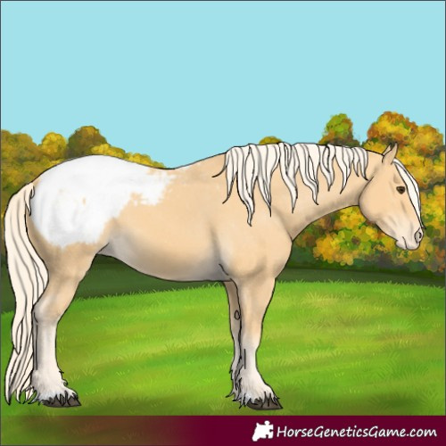 Horse Color:Palomino Appaloosa