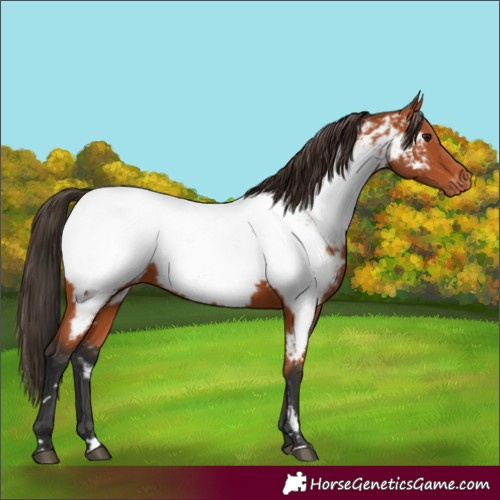 Horse Color:Bay Appaloosa