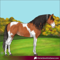 Horse Color:Bay Sabino Tobiano