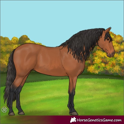 Horse Color:Bay 