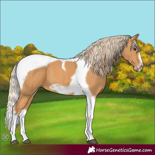 Horse Color:Chestnut Tobiano Frame