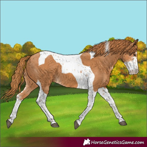 Horse Color:Chestnut Sabino Tobiano